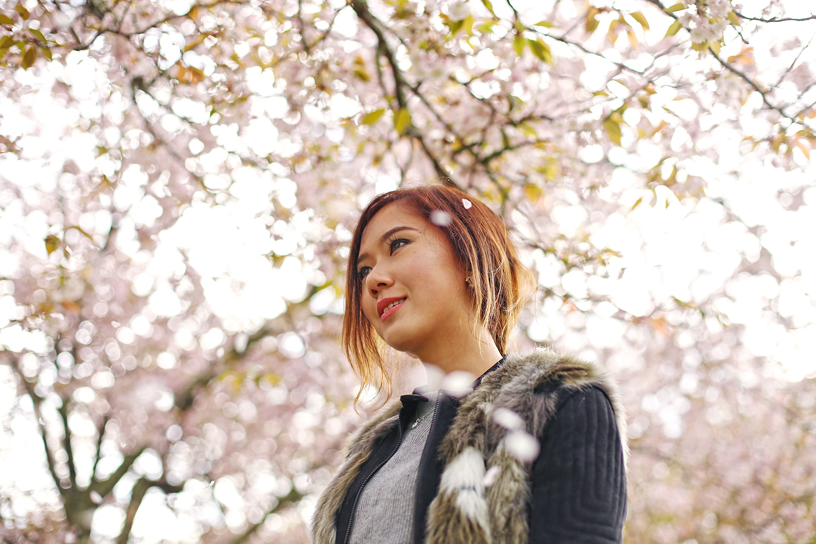 Nara Park Cherry Blossom | www.mbrjlmcn.top